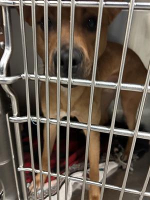 BEIGNET, German Shepherd Dog, adult, available for adoption