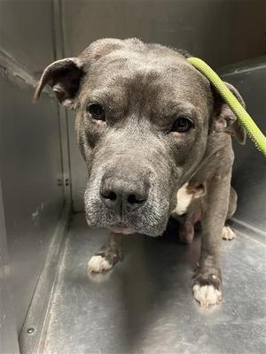 A gray pit bull type dog with white paws sits looking forward with a green leash around its neck.
