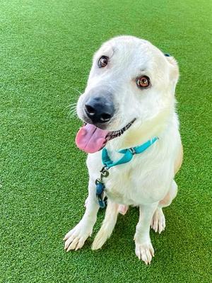 BAM BAM, Labrador Retriever Mix, adult, available for adoption