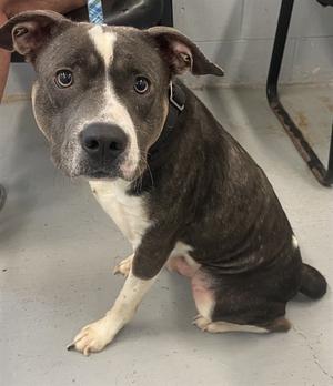 A brindle and white pit bull type dog with alert eyes sits on a grey floor, looking towards the camera.