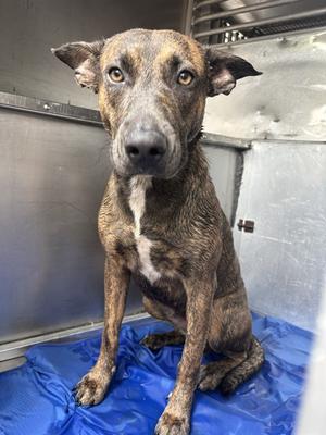 BELLADONNA, Belgian Malinois Mix, young, available for adoption