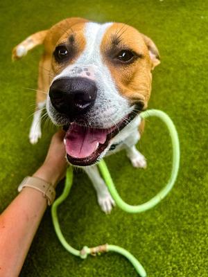BABY BOP, Pit Bull Terrier and English Pointer, young, available for adoption