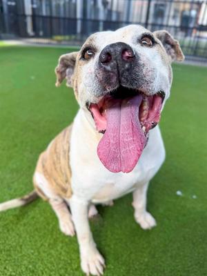 BIG GUY, American Staffordshire Terrier Mix, adult, available for adoption