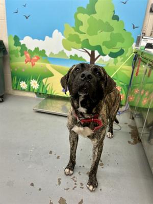BIGGIE PAWS, Mastiff and Anatolian Shepherd, adult, available for adoption
