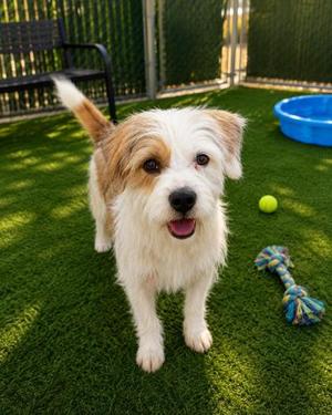 Copper, Terrier Mix, young, available for adoption