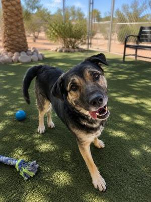Bo, Mixed Breed, adult, available for adoption