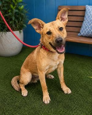 Butters, German Shepherd Dog Mix, young, available for adoption