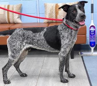 Cain, Mixed Breed, young, available for adoption