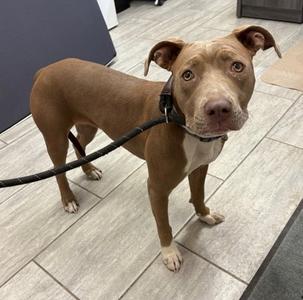 Daisa, Pit Bull Terrier Mix, young, available for adoption