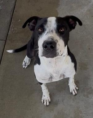 A black and white dog with a white chest and face, sitting on a concrete surface and looking up at the camera.
