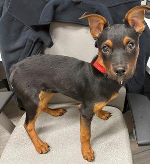 Cinnamon, Rottweiler Mix, young, available for adoption
