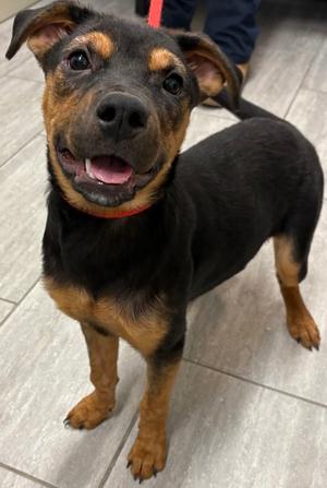Cinnamon, German Shepherd Dog Mix, young, available for adoption