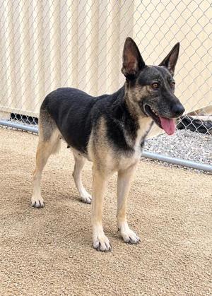 Breezy, German Shepherd Dog Mix, adult, available for adoption