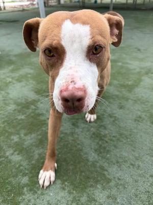 Carly, American Pit Bull Terrier Mix, adult, available for adoption