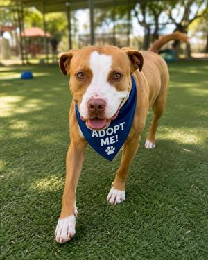 Carly, American Pit Bull Terrier Mix, adult, available for adoption