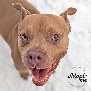 Skylar, Pit Bull Terrier, adult, available for adoption