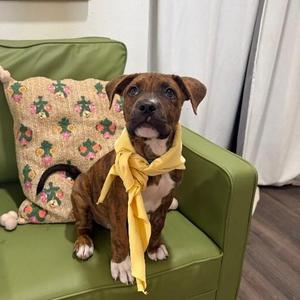 August Sunshine Brooks, Pit Bull Terrier, puppy, available for adoption