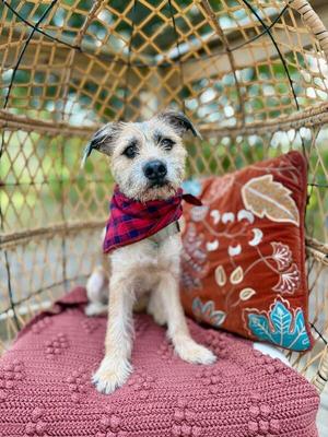 Ace of Hearts, Border Terrier / Cairn Terrier, adult, available for adoption