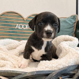 Archie Windsor Victorian, Yorkshire Terrier / Miniature Schnauzer, puppy, available for adoption