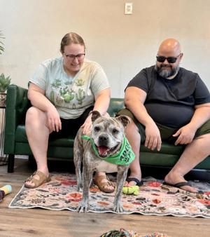 Angel Baby Squishy Sweet Cheeks, English Bulldog / American Bulldog, adult, available for adoption