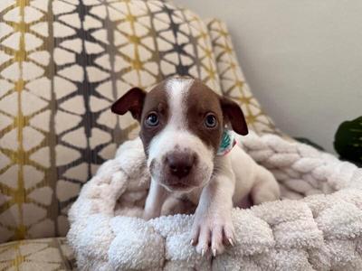 A brown and white puppy with blue eyes sitting in a cozy, textured blanket.