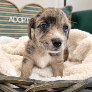 Arthur Blue Beau Victorian, Yorkshire Terrier / Miniature Schnauzer, puppy, available for adoption