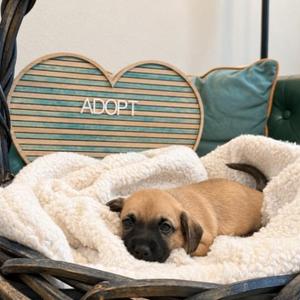 Albert Sterling Victorian, Yorkshire Terrier / Miniature Schnauzer, puppy, available for adoption
