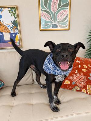 Abbott Ansel Evergreen, Terrier / Pit Bull Terrier, adult, available for adoption