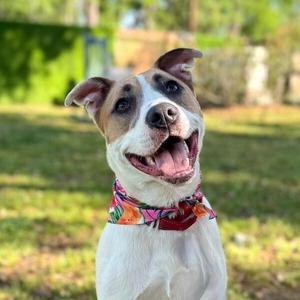 Aria The Girl With A Beautiful Smile, Pit Bull Terrier, young, available for adoption
