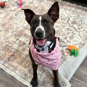 Baby Girl Snuggle Muffin, Pit Bull Terrier / Labrador Retriever, young, available for adoption
