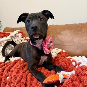 Angel Wings Landing, Pit Bull Terrier / Black Labrador Retriever, puppy, available for adoption
