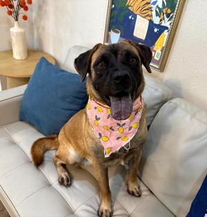 Amber Rose Couch Cuddling Cutie, German Shepherd Dog / Chow Chow, adult, available for adoption