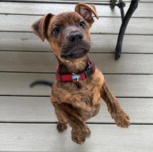 Andy Wes Anderson, Pit Bull Terrier, puppy, available for adoption