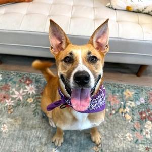Adalynn Eloise A Water Loving Good Time Girl, Husky / Pit Bull Terrier, young, available for adoption