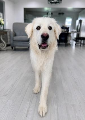 A large, fluffy white dog with a happy expression standing on a light gray wooden floor in a modern living room.