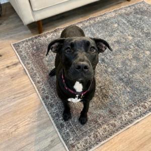 Alaska Belle All Around Angel, Labrador Retriever / American Staffordshire Terrier, young, available for adoption