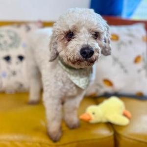 Bailey, Poodle / Miniature Poodle, senior, available for adoption