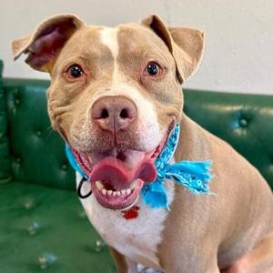 Atari Oliver, Pit Bull Terrier, adult, available for adoption