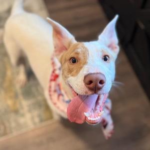 Barry White Kissy Boy, Pit Bull Terrier / Labrador Retriever, puppy, available for adoption