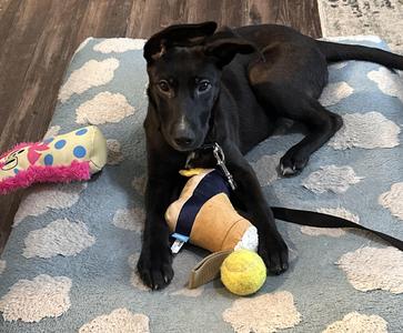 Batman super hero, Labrador Retriever / American Staffordshire Terrier, puppy, available for adoption
