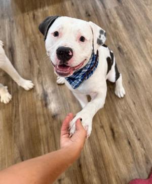 A white dog with black spots wearing a blue bandana is standing on a wooden floor, looking up at a person's hand that is reaching out to it.