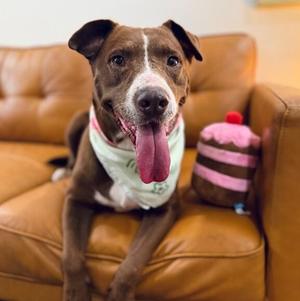 Adamma all love and gentle company, Chocolate Labrador Retriever / Pit Bull Terrier, adult, available for adoption