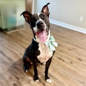 Alvin All Terrain, Pit Bull Terrier / American Staffordshire Terrier, young, available for adoption