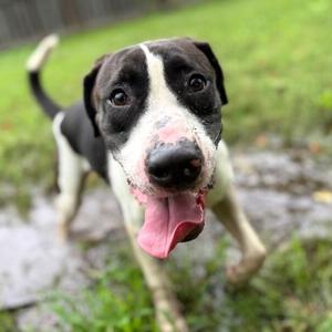 Aspen Papo Goofy Cutie, Labrador Retriever / Pit Bull Terrier, young, available for adoption
