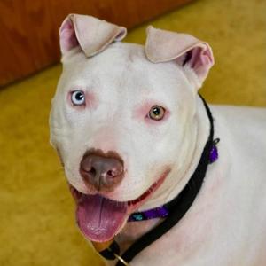 DIVA, Pit Bull Terrier, adult, available for adoption