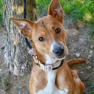 FOXIE, Mixed Breed, adult, available for adoption