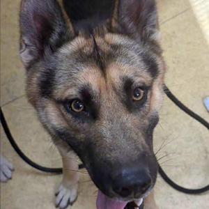 A close-up of a German Shepherd dog looking directly at the camera with its tongue slightly out.