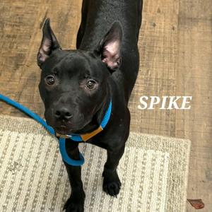 SPIKE, Mixed Breed, young, available for adoption