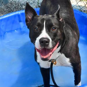 PALOMA, Pit Bull Terrier, adult, available for adoption