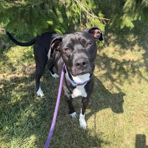 RUDY, Mixed Breed, adult, available for adoption